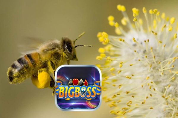 nằm mơ thấy mật ong đánh số nào thắng lớn Bigboss